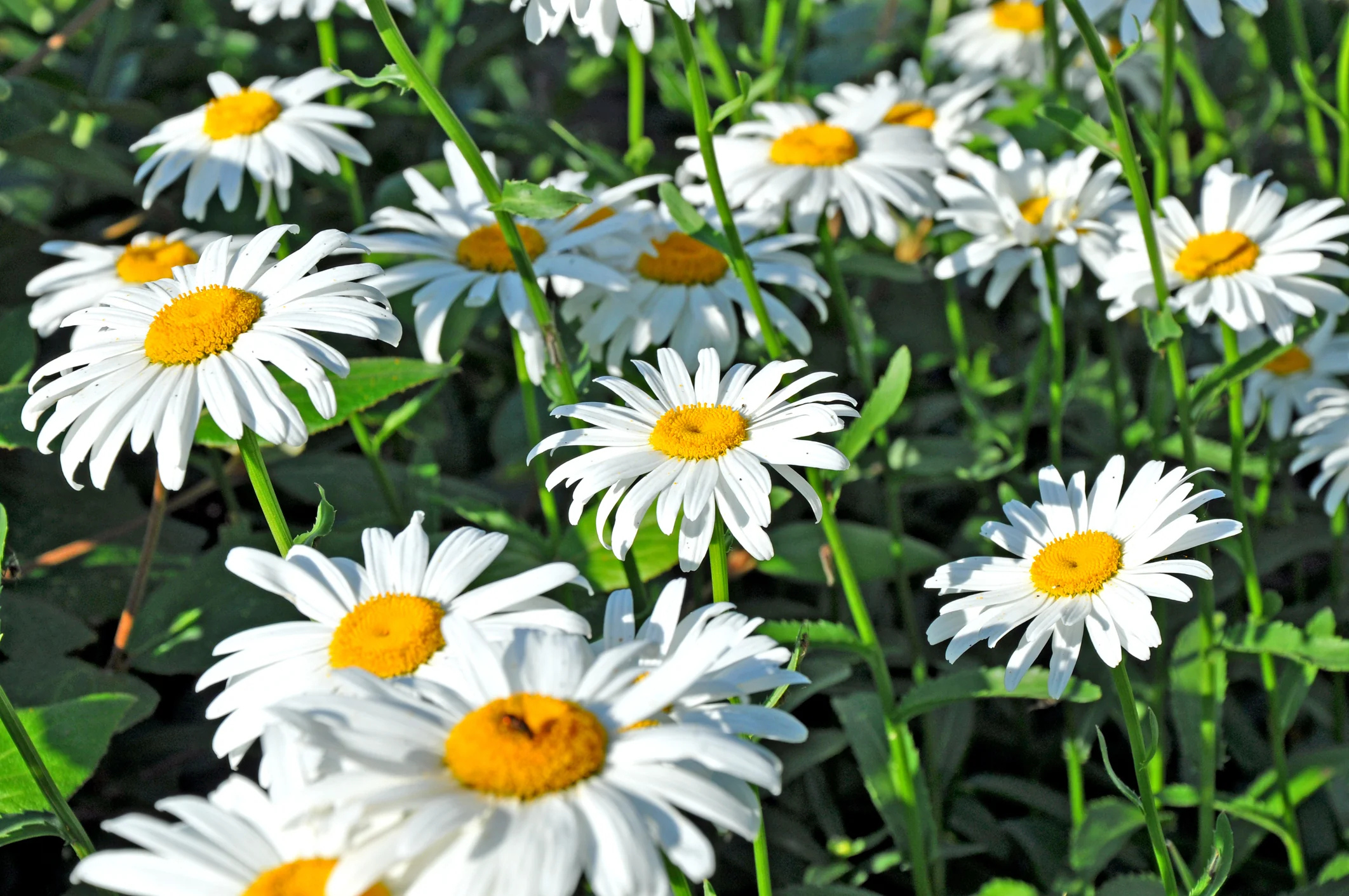 Shasta Alaska Daisy